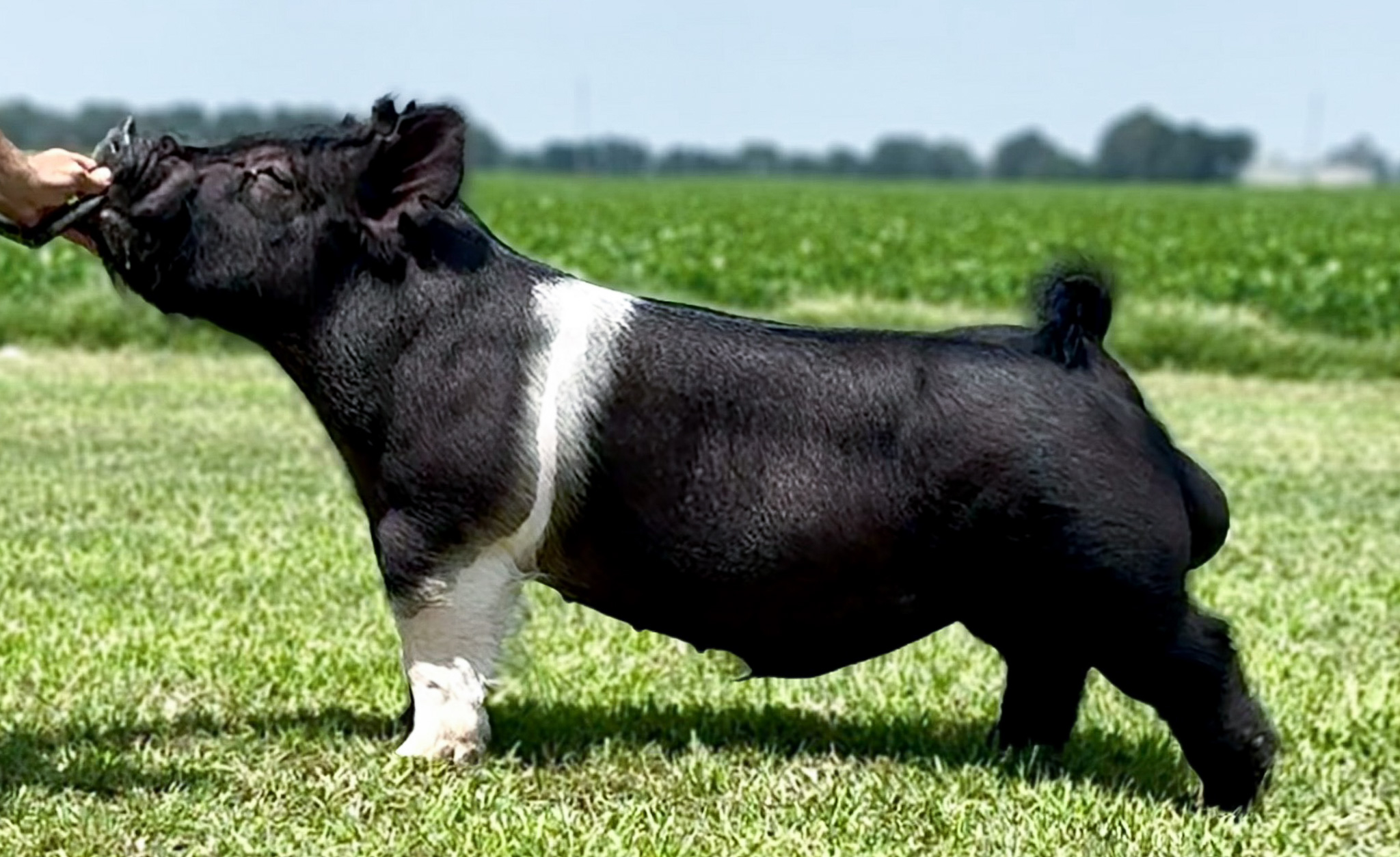 Abracadabra Boar